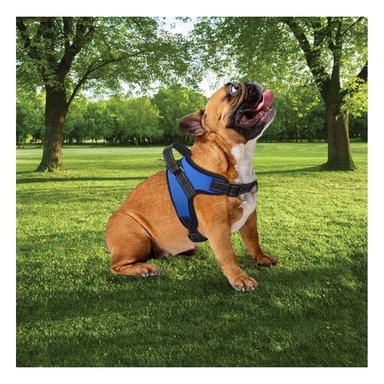 PACK4 PECHERA DE PET PARA PASEO EN S AZUL Y+REGALO STICKERS