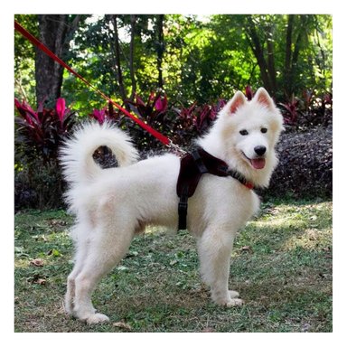 PACK6 CHALECO AJUSTABLE Y LIGERO EN NEGRO Y+PAPEL DE REGALO