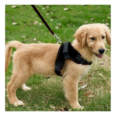 PACK6 CHALECO PARA MASCOTAS DE FORMA H EN COLOR NEGRO