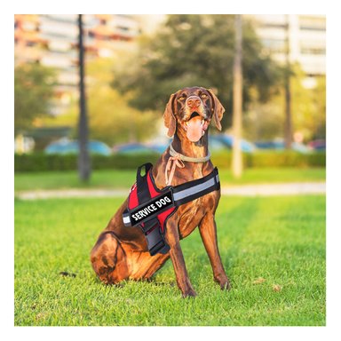 PACK4 CHALECO CON ENGANCHE EN TALLA M EN COLOR ROJO