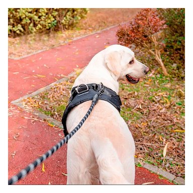 PACK6 CORREA DE ASISTENCIA PARA PERROS EN TALLA M NEGRO