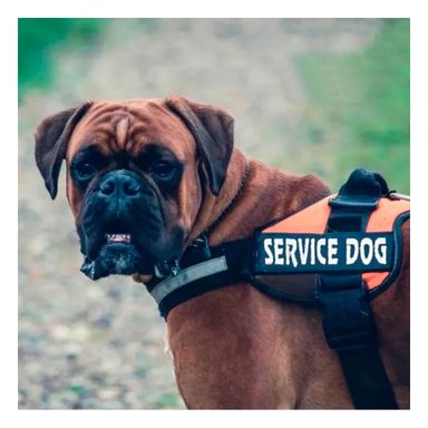 PACK12 ARNES DE FACIL COLOCACION EN TALLA M EN ANARANJADO