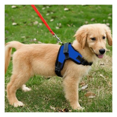 PACK6 CHALECO PARA MASCOTAS DE FORMA H EN COLOR AZUL