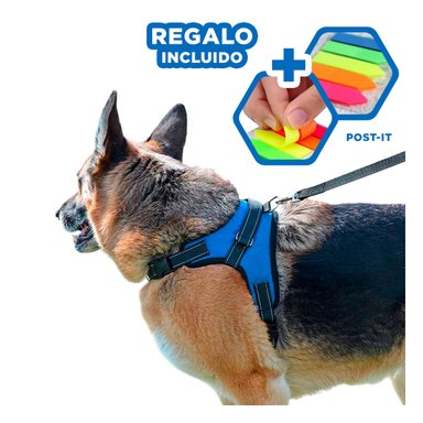 PACK6 ARNES SEGURO PARA PERROS AZUL Y+BANDERITAS ADHESIVAS