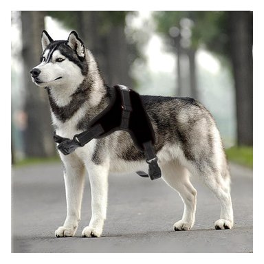 PACK4 CHALECO PECHERA DE TALLA S EN NEGRO Y+LIGAS DE REGALO