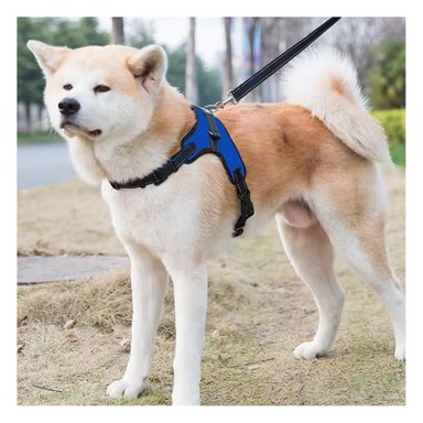 PACK4 CHALECO PECHERA DE TALLA S EN AZUL Y+LIGAS DE REGALO