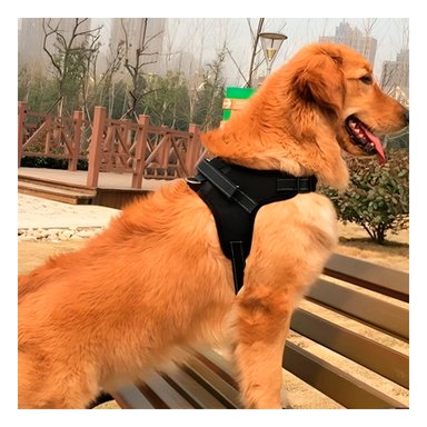 PACK2 PECHERA PARA MASCOTAS Y LIGERO NEGRO Y+LIGAS DE REGALO