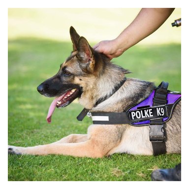 PACK2 ARNES AJUSTABLE EN COLOR MORADO Y+PAPEL DE REGALO