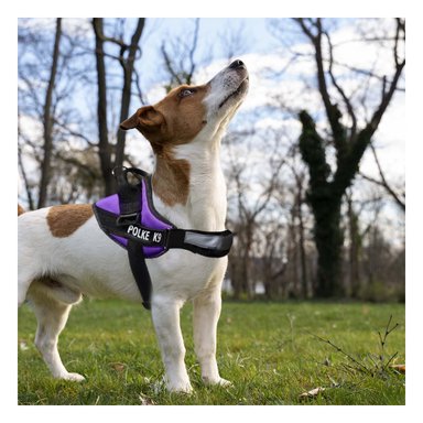 PACK2 CHALECO DE ASISTENCIA EN MORADO Y+LIGAS DE REGALO