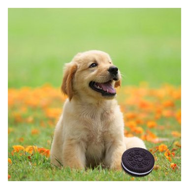 PACK12 ELEMENTO DIVERTIDO DE GOMA PARA MASCOTAS NEGRO PARA ENTRETENIMIENTO Y+PAPEL REGALO - 3