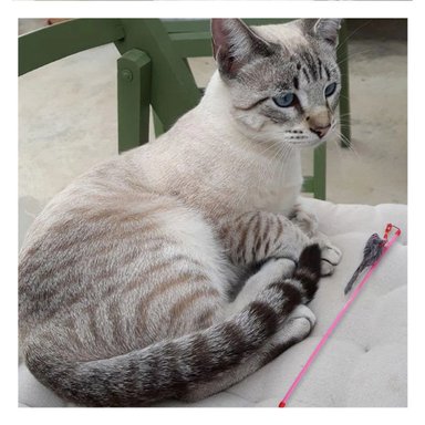 PACK12 ACCESORIO MODERNO PARA GATO CON VARITA DE COLOR ROSADO Y RATON PLOMO - 3