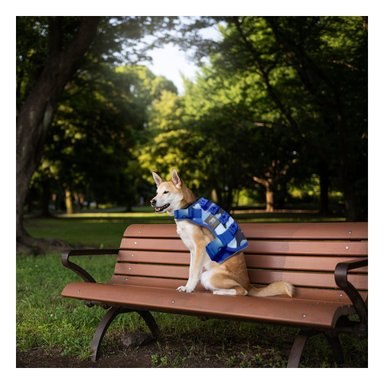 PACK4 ARNES AJUSTABLE PARA PERRO AZUL TALLA M MODELO TACTICO - 5