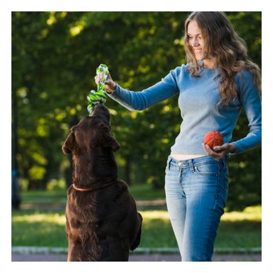 PACK4 CINTA QUE ENTRETIENE Y ESTIMULA ACTIVIDAD FISICA EN MASCOTAS VERDE Y+PAPEL REGALO - 2