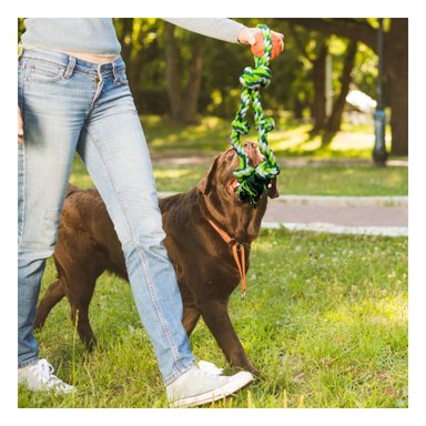 PACK4 CINTA QUE ENTRETIENE Y ESTIMULA ACTIVIDAD FISICA EN MASCOTAS VERDE Y+PAPEL REGALO - 5