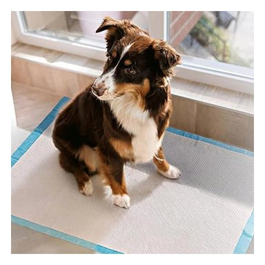 PACK4 IMPLEMENTO DE PISO 60X60 TALLA L CELESTE PARA MASCOTAS USO DIARIO EN CASA Y+PAPEL REGALO - 2