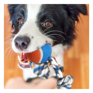 PACK2 PELOTA QUE MANTIENE ACTIVA A TU MASCOTA CELESTE Y NARANJA Y+REGALO STICKER - 3