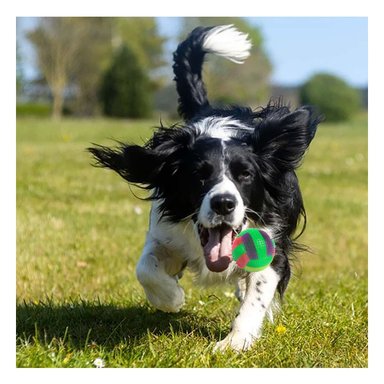 PACK6 ARTICULO CANINO PARA JUEGO ACTIVO EN INTERIOR Y EXTERIOR VERDE - 3