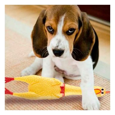PACK6 ACCION POLLO CHILLON AMARILLO TALLA L PARA PERRO GRANDE Y+PAPEL REGALO - 2
