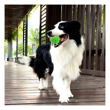 PACK2 ACCESORIO PEQUENO VERDE PARA PERRO A RAYAS DE CAUCHO CON SONIDO - 5