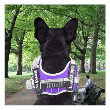 ARNES ACOLCHADO CON ASA SUPERIOR PARA PERRO SERVICE DOG TALLA S MORADO Y+REGALO STICKER - 5