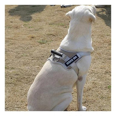 PACK4 ARNES REGULABLE SERVICE DOG TALLA S MARRON CON ASA Y+REGALO STICKER - 3
