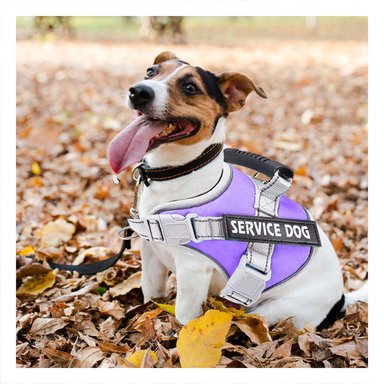 PACK2 HARNESS CHALECO DE PASEO CON ASA PARA PERRO SERVICE DOG TALLA S MORADO Y+REGALO STICKER - 3