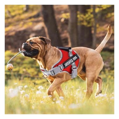 PACK4 ARNES REGULABLE SERVICE DOG TALLA S ROJO CON ASA Y CIERRES SEGUROS Y+REGALO STICKER - 5