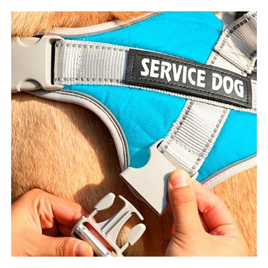 PACK2 ARNES CON ASA DE ENTRENAMIENTO PARA PERRO SERVICE DOG TALLA M TURQUEZA Y+PAPEL REGALO - 1