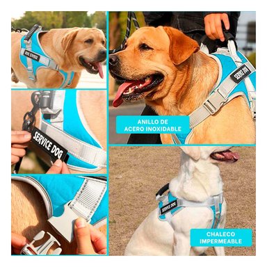 PACK2 ARNES CON ASA DE ENTRENAMIENTO PARA PERRO SERVICE DOG TALLA M TURQUEZA Y+PAPEL REGALO - 3