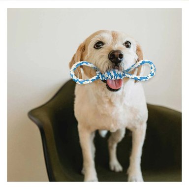 PACK2 JUGUETE TRENZADO CELESTE PARA MASCOTA 4 NUDOS REFORZADO Y RESISTENTE Y+PAPEL REGALO - 5