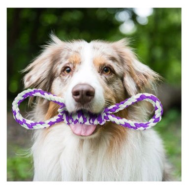 PACK4 LAZO DE ALGODON PARA MASCOTA MORADO CON 4 NUDOS DURADERO Y SEGURO Y+PAPEL REGALO - 2