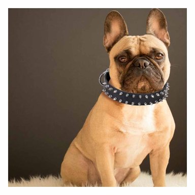 PACK6 BANDA NEGRA CON PUAS TALLA L COMODA Y ELEGANTE PARA PERROS GRANDES - 3