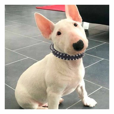 PACK6 BANDA NEGRA CON PUAS TALLA L COMODA Y ELEGANTE PARA PERROS GRANDES - 5