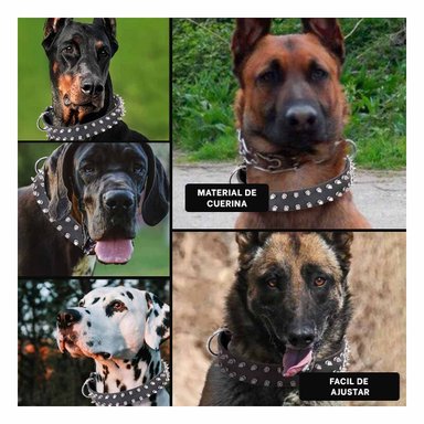 PACK2 COLLARIN NEGRO CON PUAS TALLA XL SEGURO Y MODERNO PARA MASCOTAS GRANDES Y+PAPEL REGALO - 3