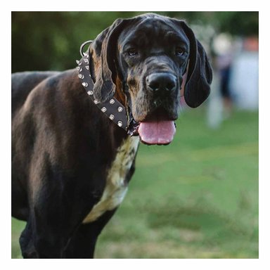 PACK2 COLLARIN NEGRO AJUSTABLE CON PUAS TALLA XL COMODO Y ELEGANTE EN HOGAR Y+REGALO STICKER - 3