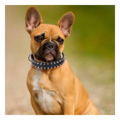 PACK4 COLLARIN NEGRO DE CUERO CON PUAS TALLA L RESISTENTE Y ESTILIZADO PARA PERROS - 2