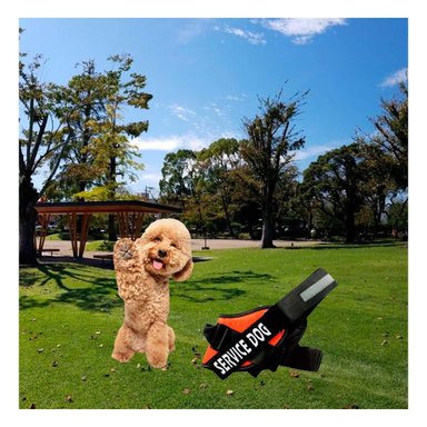PACK6 ARNES DE PASEO SERVICE DOG TALLA S ANARANJADO MASCOTA URBANA Y+PAPEL REGALO - 5