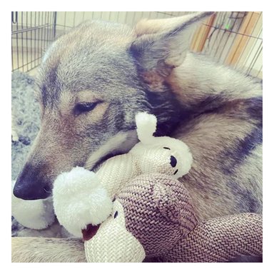 PACK4 ALTERNATIVA DE PELUCHE CON SONIDO DE PERRO BLANCO PARA CASA - 2