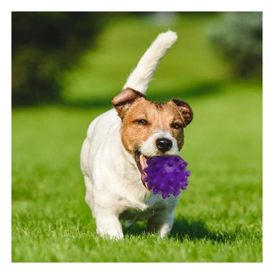 PACK4 DISPOSITIVO DE JUEGO MORADO GRANDE PARA PERROS CON MATERIAL DURABLE Y+REGALO STICKER - 3
