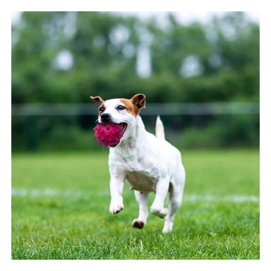PACK2 JUGUETE INTERACTIVO PARA MORDER CAUCHO ROSADO MASCOTAS PEQUENAS - 5