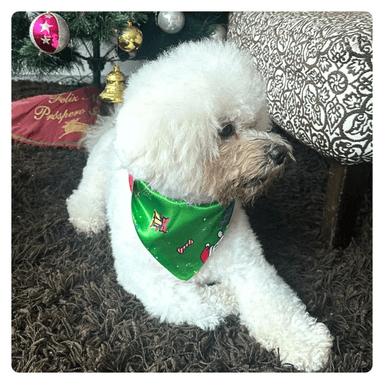 PACK 2 BANDANAS PERRO GATO NAVIDEÑOS Y AÑO NUEVO TALLA 3 Y 4 EL BAUL DE OTTO STORE