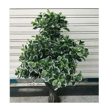 PLANTA ARTIFICIAL DECORATIVA PARA JARDIN