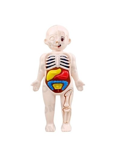 JUEGO EDUCATIVO DE ANATOMÍA DEL CUERPO ENCAJABLE