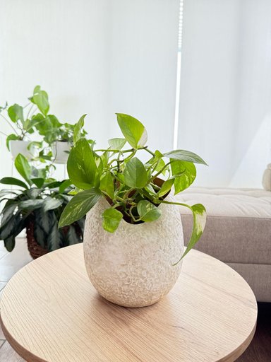 JARRÓN CURVED ORGANIC 19X24 CM