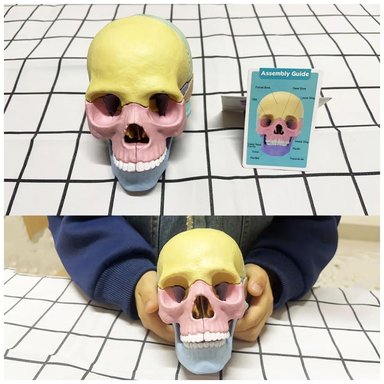 ROMPECABEZAS DIDÁCTICO MODELO ANATÓMICO 4D CRÁNEO HUMANO - 3