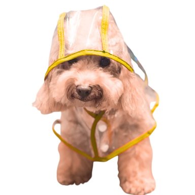 CAPA IMPERMEABLE DE LLUVIA PARA MASCOTAS TALLA 5 - 3