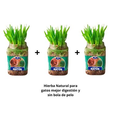 PACK 3 HIERBA NATURAL PARA GATOS MEJOR DIGESTIÓN PREVIENE BOLA PELOS