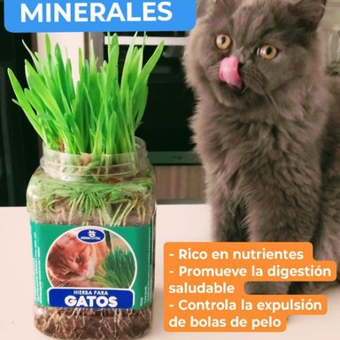 PACK RASCADOR POLARITA 2 PISOS BLANCO + HIERBA NATURAL PARA GATOS - 8