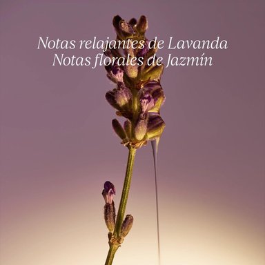 JABÓN LIQUIDO KARITÉ LAVANDA - 5