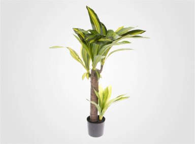 PLANTA RIPLEY HOME CROTON CON MACETA